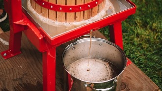 Apple cider collecting in a stainless steel pot under the apple press