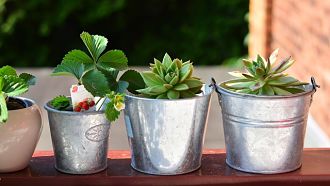 Four flower pots with plants on a balcony ledge