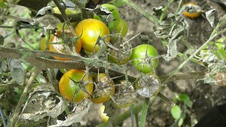 Diseased green tomatoes on the vine